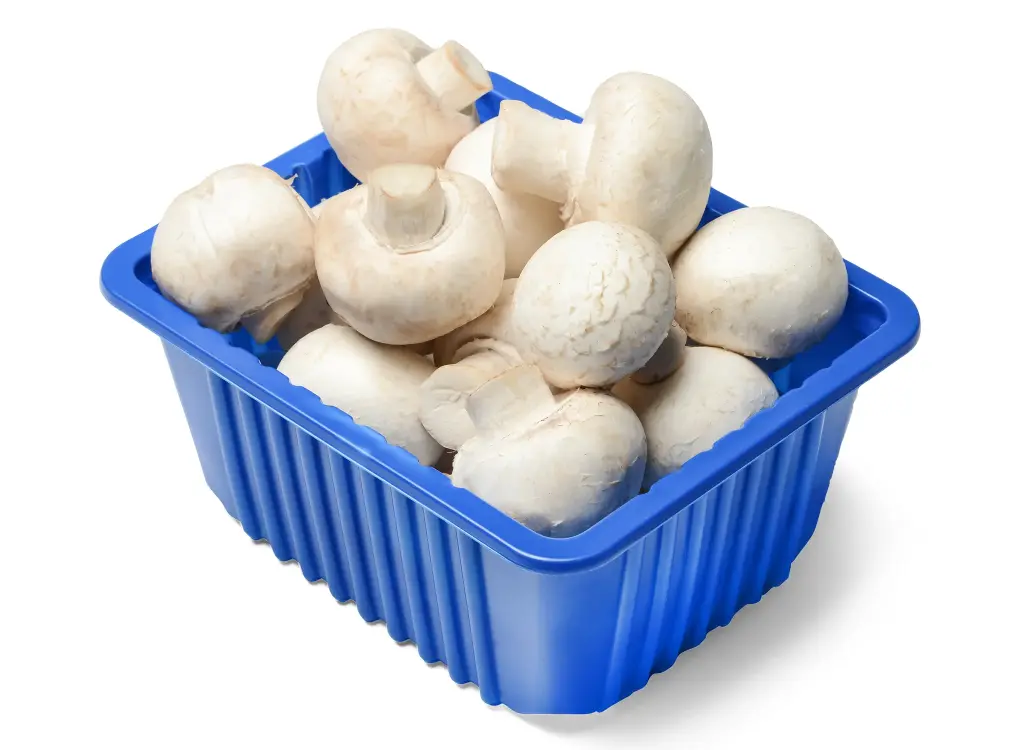 [P0233] MUSHROOM WHITE 