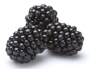 [P0095] BLACKBERRY 125GM TRAY
