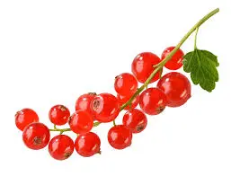 RED CURRENT