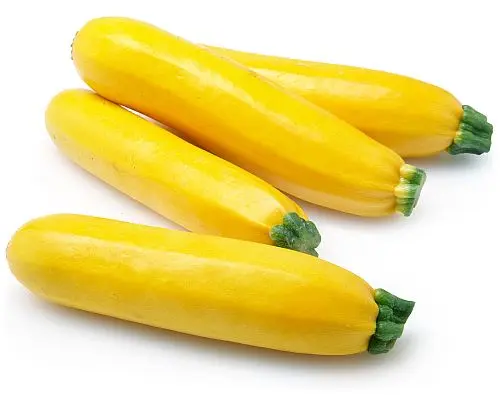 [P0271] ZUCCHINI YELLOW