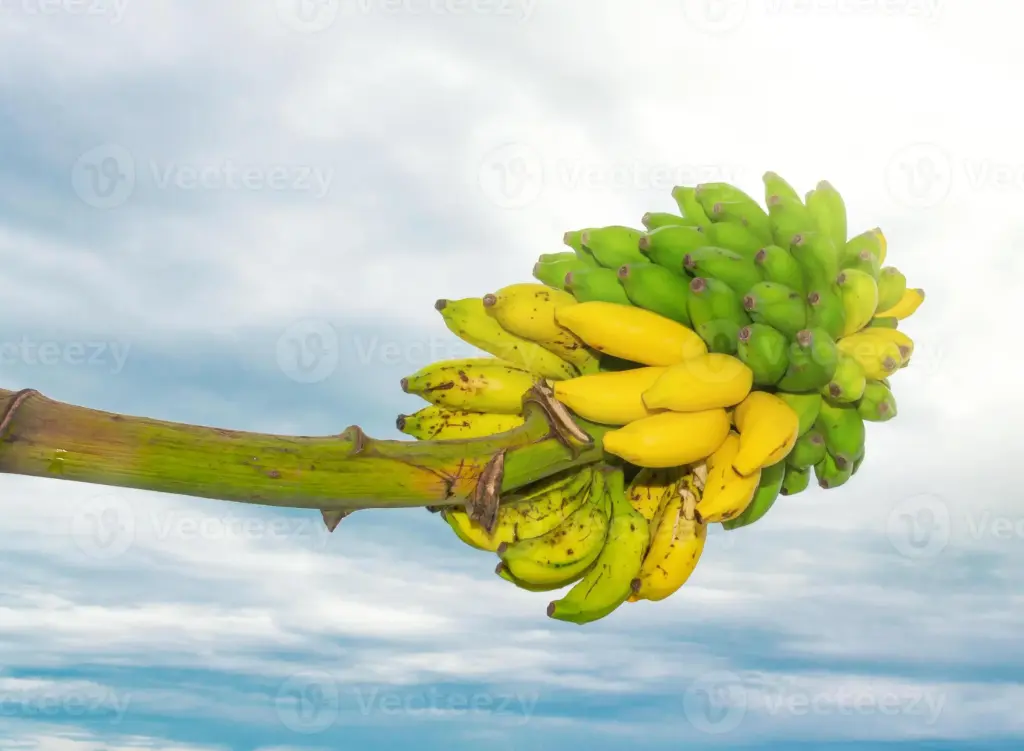 BANANA LOCAL