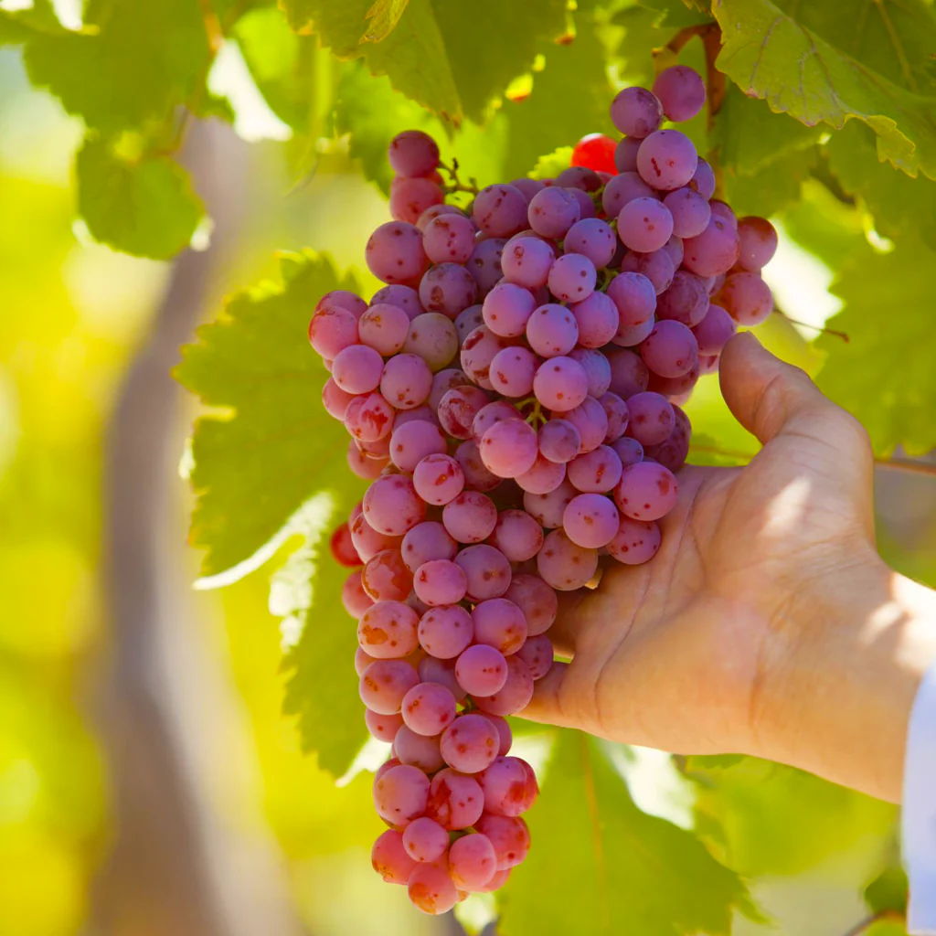 GRAPES RED