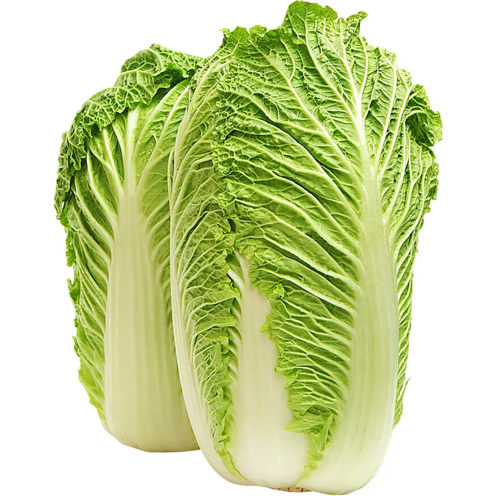 [P0200] CABBAGE CHINESE 
