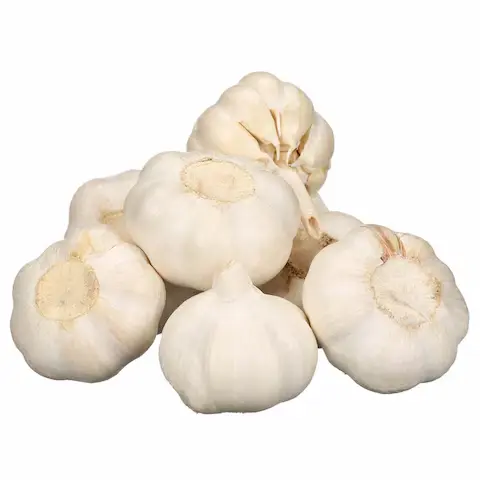 [P0281] GARLIC 